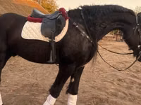 घोड़ा, Friesian — फ़ोटो 1