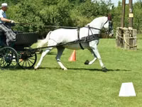 母马, Lipizzaner — 照片 2