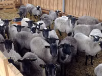 Хуц, Romanov sheep — 5 зураг