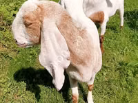 बकरी, Nubian Goat — फ़ोटो 6