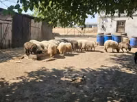 公羊, Racka sheep — 照片 2