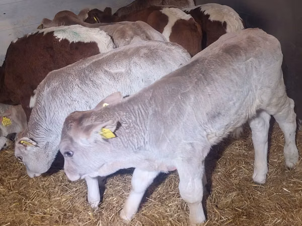 Bull, Limousin cow