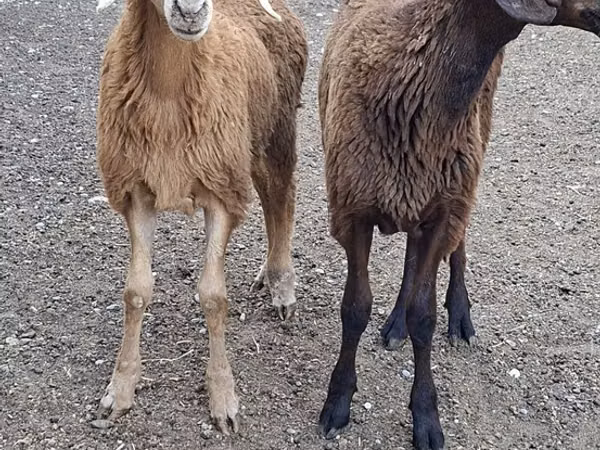 公山羊, Goats