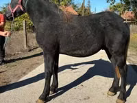 Caballo, Caballos — foto 2