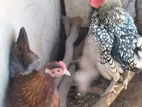 सेब्राइट — फ़ोटो 3
