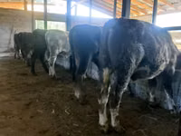 公牛, Cattle — 照片 2