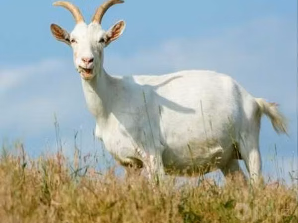 बकरी, Saanen goat