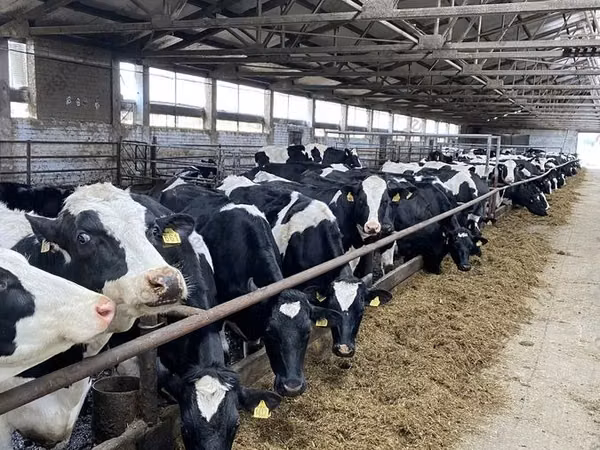 Kuh, Holstein-Rasse