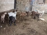 公羊, Sheep — 照片 3