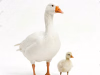 Geese — 2 зураг