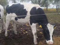 Kuh, Russian Black pied cattle — Foto 6
