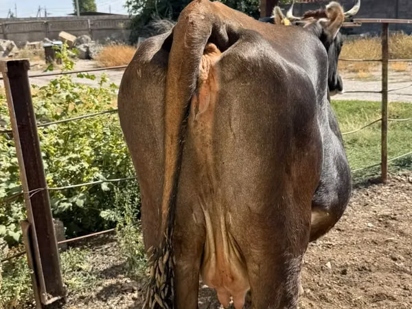 母牛, Cattle