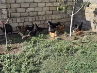 Chickens — photo 4