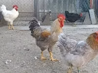 Chickens — 5 зураг