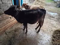 母牛, Cattle — 照片 5