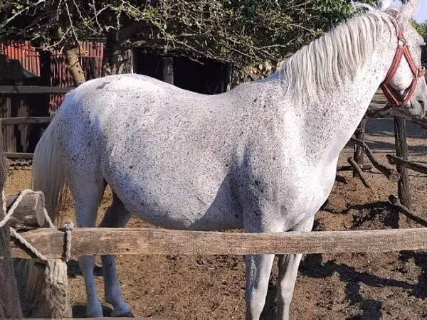 Азаргагүй морь, Lipizzaner