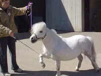 Mare, Miniature horse — photo 5