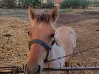 घोड़ा, Welsh Cob — फ़ोटो 5