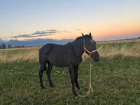 Horse (M), Friesian sport horse — photo 4