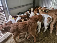 Bulle, Simmental cattle — Foto 2