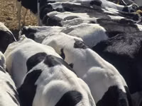 Bulle, Russian Black pied cattle — Foto 4