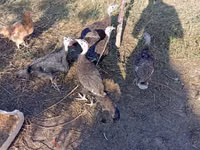 Turkeys — photo 3
