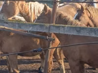 马匹（批次，未指定性别）, Horse breed — 照片 7
