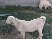 Billy Goat, Goats — photo 8