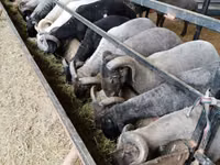 Ram, Sheep — photo 2