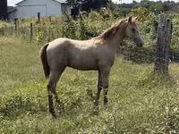 Caballo, Kentucky mountain daddle horse — foto 7