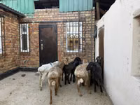 Schaf, Rhon sheep — Foto 4