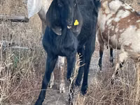 बकरी, Beetal goats — फ़ोटो 2