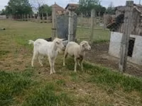 Ram, Merino sheep — photo 2
