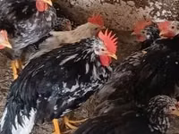 Chickens — الصورة 2