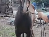 Адуу, Lipizzaner — 3 зураг