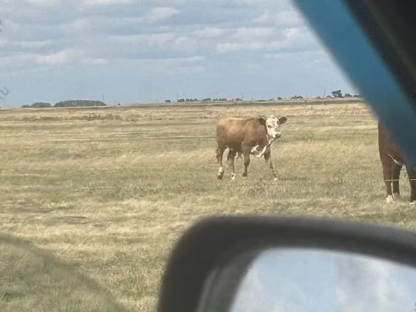 सांड, Simmental cattle