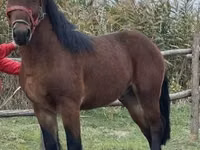 Mare, Horses — photo 2