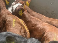 Cattle (batch, sex not specified), Simmental cattle — photo 1