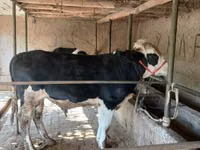 Бух, Russian Black pied cattle — 2 зураг