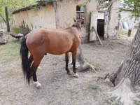 Адуу, Karachay horse — 4 зураг