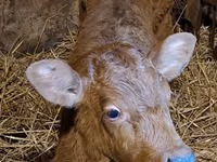 ثور, Simmental cattle — الصورة 2