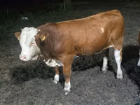 公牛, Swiss cattle — 照片 3