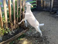 बकरा, Saanen goat — फ़ोटो 3