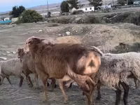 Хуц, Хонь — 4 зураг