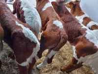 Бух, Simmental cattle — 2 зураг