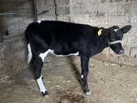 牛只（批次，未指定性别）, Russian Black pied cattle — 照片 3