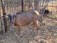 母山羊, Alpine goat — 照片 5