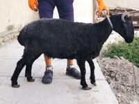 母羊, Arabi sheep — 照片 3