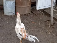 Chickens — photo 5