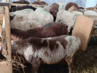 Sheep, Sheep — photo 1